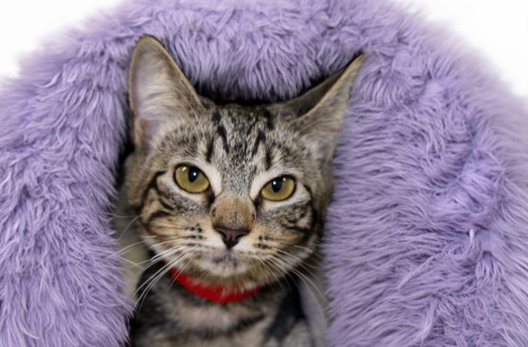 Pets | Dakota: I Can Be a Part of Your Family